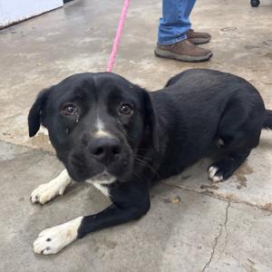 Ducky, Mixed Breed (Medium), adult, available for adoption