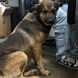 Bruna, Mixed Breed (Medium), adult, available for adoption