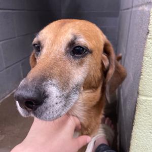 Jiffy, Mixed Breed (Medium), adult, available for adoption