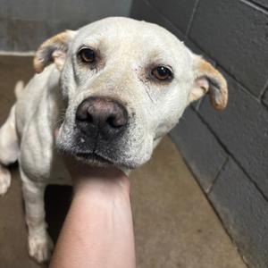 Goose, Mixed Breed (Medium), adult, available for adoption