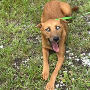 A brown dog with blue eyes is lying on the grass, wearing a green leash.