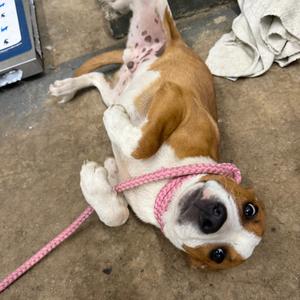 Mr Otter, Unknown, adult, available for adoption