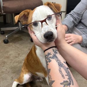 Barbecue, adult, available for adoption