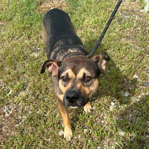 A black and brown dog on a leash standing on grass.