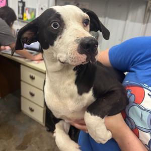 Monkee, Mixed Breed (Medium), adult, available for adoption