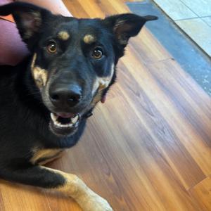 Ms.Electric, Shepherd, adult, available for adoption