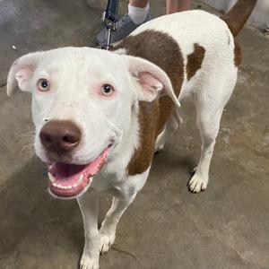 A white and brown dog with a happy expression, standing on a concrete floor.