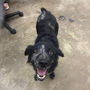 A black dog with a speckled face and a happy expression, standing on a concrete floor.