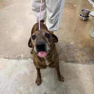 A brown and black brindle dog with a pink tongue sticking out, standing on a concrete floor and looking up at the camera. The dog is on a leash held by a person wearing light-colored pants.