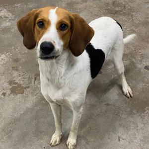 A white and brown dog with a black patch on its back standing on a concrete surface.