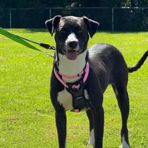 Lamp Shady, Mixed Breed (Medium), adult, available for adoption