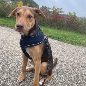 Thor, Terrier, Pit Bull, young, available for adoption