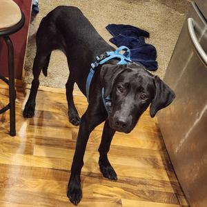 Darcy, Great Dane, young, available for adoption