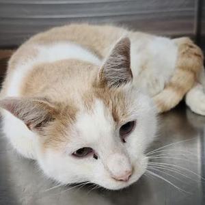 A white and ginger cat lying down on a metal surface