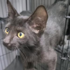 A gray cat with bright yellow eyes looking directly at the camera, inside a metal cage.
