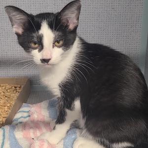 Cobalt CK11, kitten, available for adoption
