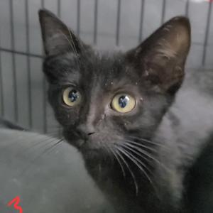 A close-up of a black cat with bright yellow eyes, sitting in a cage.