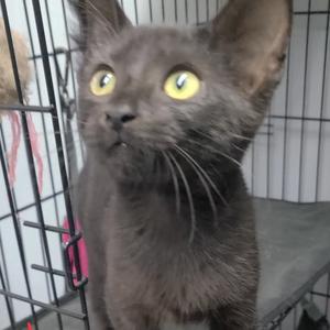 A gray cat with bright yellow eyes is looking up, sitting inside a metal cage.