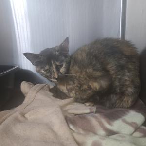 A tortoiseshell cat curled up on a folded beige blanket.