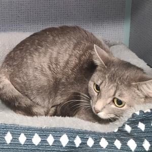 A gray tabby cat is curled up on a soft bed.