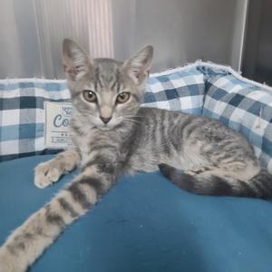 A gray tabby cat lying on a blue and white checkered blanket.
