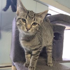 A gray tabby cat standing on a cat tree, looking directly at the camera.