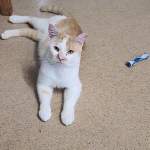 A white and orange cat lying on a carpeted floor, looking at the camera.