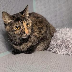A tortoiseshell cat with striking yellow eyes is sitting on a soft surface, next to a fluffy gray toy. The cat has a mix of black, brown, and orange fur, and its ears are perked up, giving it an alert and curious expression. The background is a light-colored, textured wall.