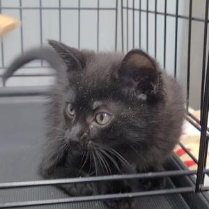 A black kitten with green eyes is sitting inside a metal cage. The kitten has a fluffy coat and is looking directly at the camera. The background is slightly blurred, focusing on the kitten.