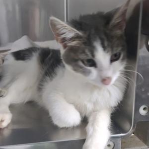A gray and white cat sitting on a metal surface