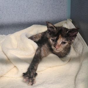 A small, fluffy kitten with a mix of brown, black, and white fur is lying on a soft, white blanket. The kitten appears to be resting or sleeping, with its eyes partially closed and its front paws stretched out. The background is a light blue textured surface, possibly a wall or a piece of furniture.