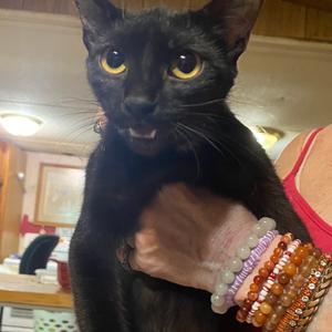 Blue C23, adult, available for adoption
