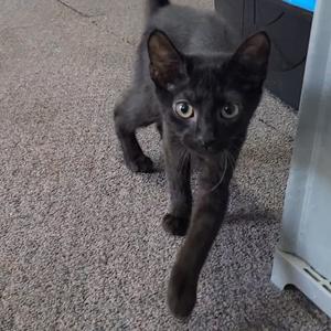 A black cat walking on a carpeted floor.