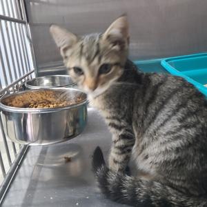 A tabby cat sitting in a cage next to a food bowl.