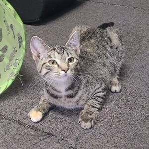 A tabby cat with white paws and chest lying on a gray carpet, looking at the camera.