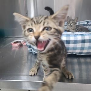 A tabby kitten with its mouth open, appearing to be meowing or yowling, standing on a metal surface. In the background, another cat is resting in a blue and white checkered bed.