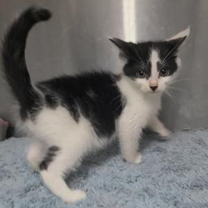 A black and white kitten with a fluffy tail standing on a blue carpet.