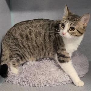 A tabby cat with white paws and chest sitting on a fluffy gray cushion.