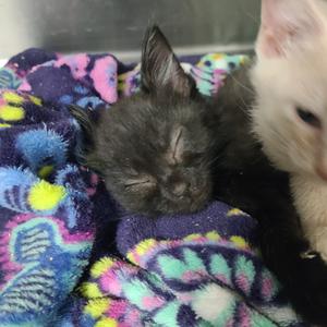 Taurus, kitten, available for adoption