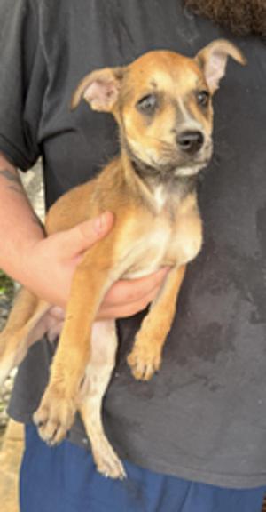 Bonnie, Terrier, young, available for adoption