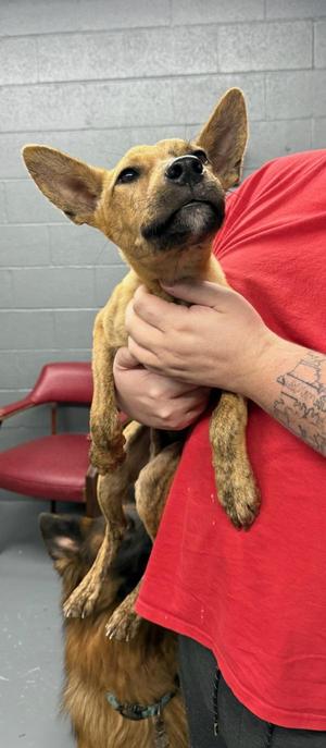 Dingo, Terrier, young, available for adoption