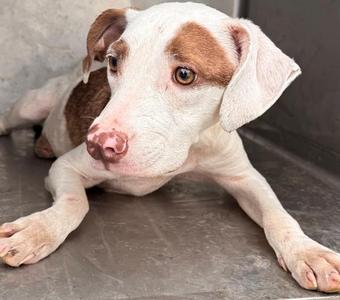 Lilly, Coonhound, young, available for adoption