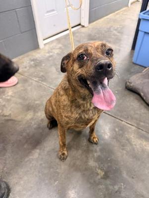 A brindle dog with a pink tongue sticking out, sitting on a concrete floor.