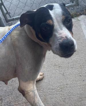 A black and white dog with a blue leash standing on a concrete surface.