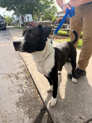 Boots, Pit Bull Terrier, adult, available for adoption