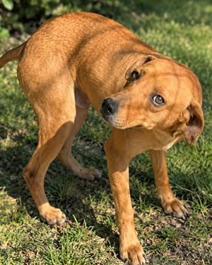 Buster, Labrador Retriever, adult, available for adoption
