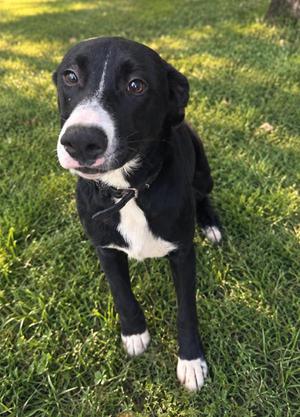 Rick, Black Labrador Retriever, young, available for adoption