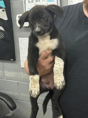 Ren, Black Labrador Retriever, puppy, available for adoption