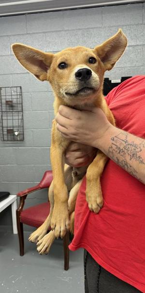 Bully, Terrier, young, available for adoption