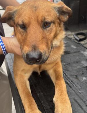 Chase, Terrier, adult, available for adoption